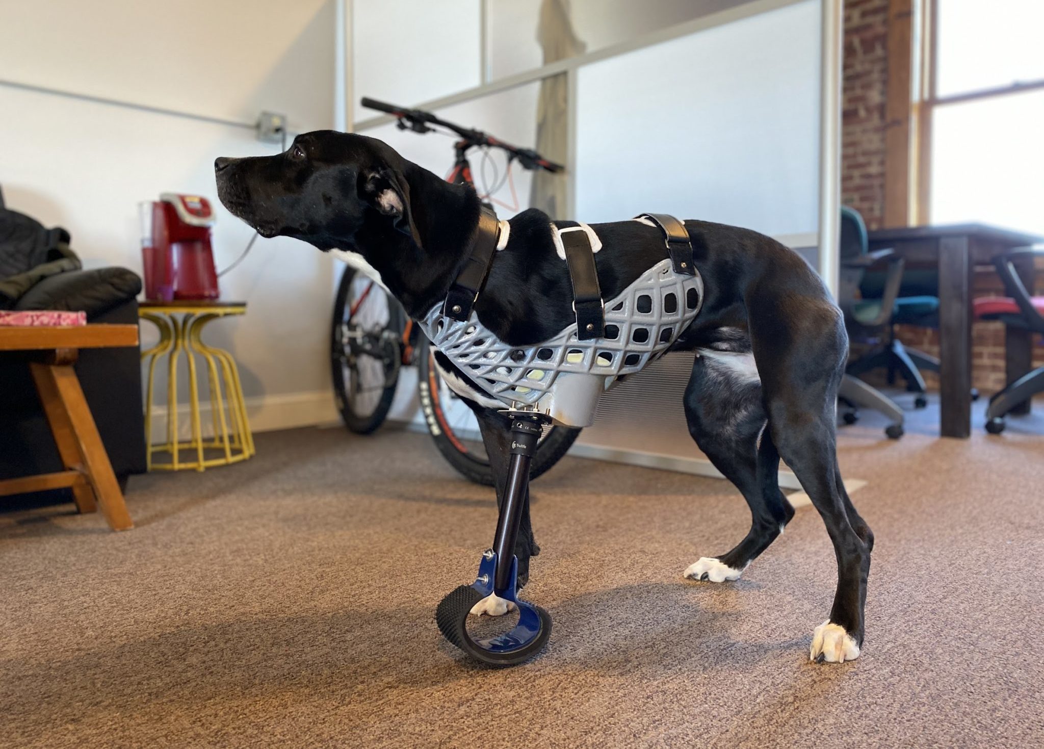 Dog with prosthetic leg