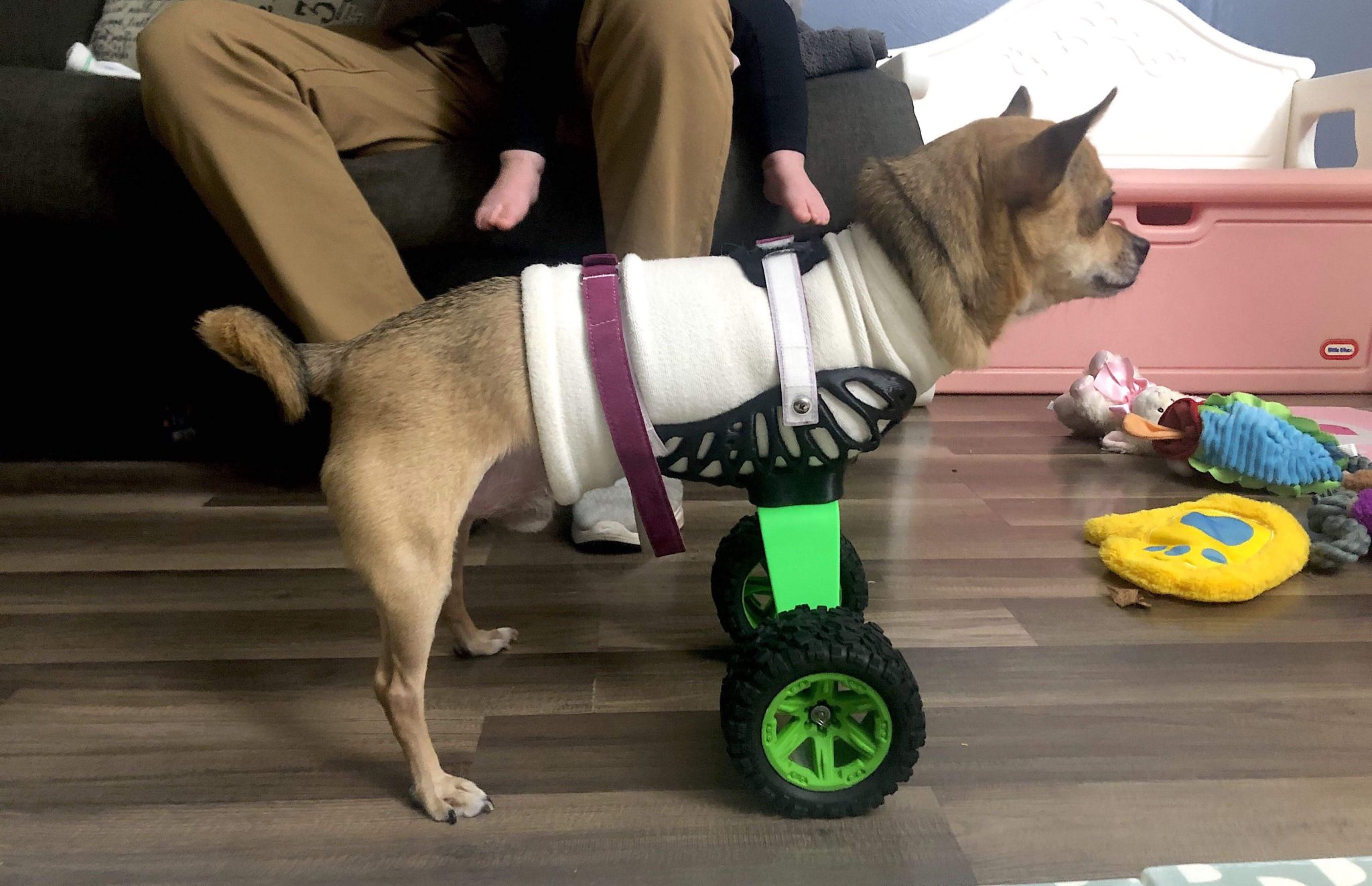 Dog with prosthetic
