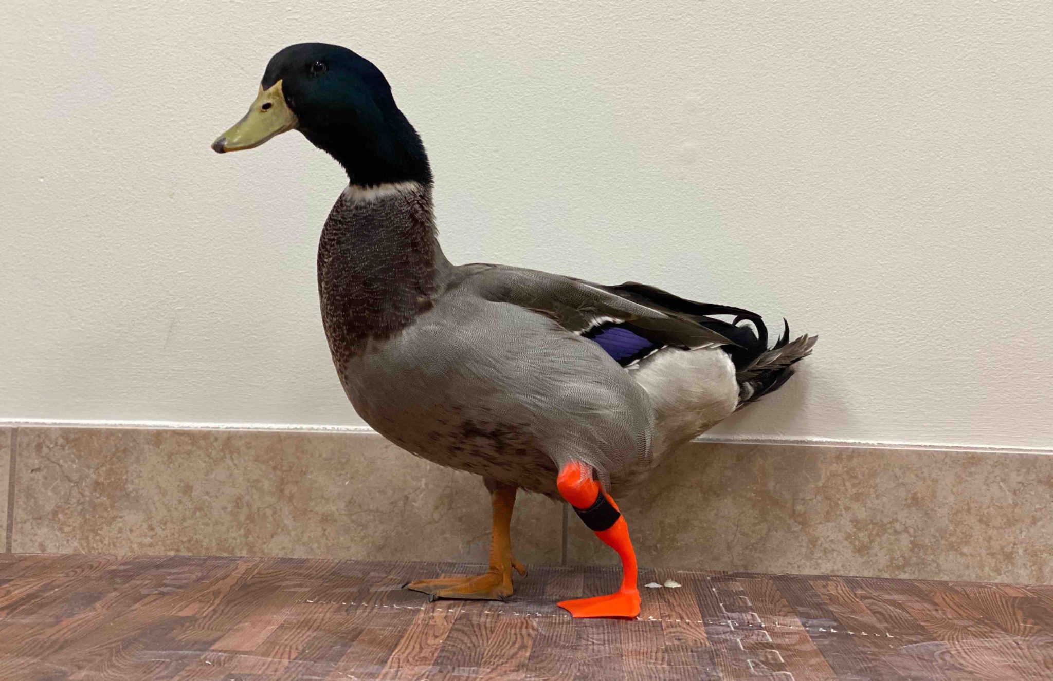 Waddles the Duck