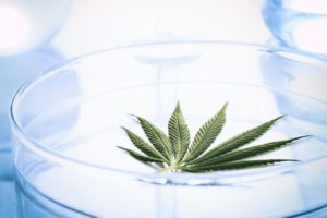 Cannabis leaf in laboratory