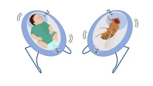 A baby and fruit fly being rocked to sleep in a vibrating rocker