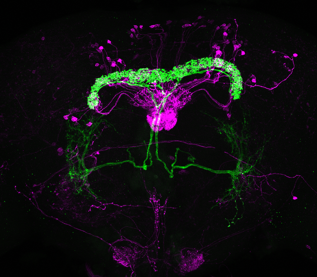 fluorescent imaging of fly neurons
