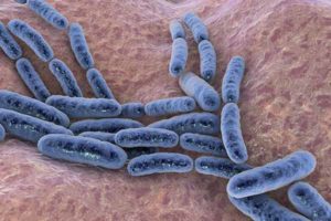 Probiotic bacteria Lactobacillus, 3D illustration. L. acidophilus, L. helveticus and other. Normal flora of intestine. Lactic acid bacterium